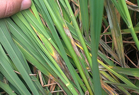 ڈھے کے لئے بہترین ہٹا کیسے کا انتخاب کرنا ؟