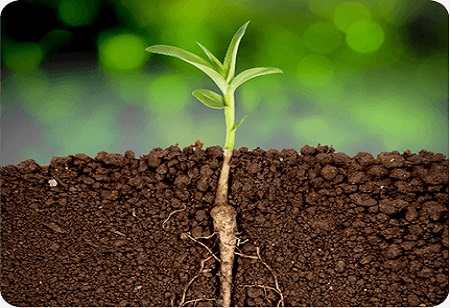 جدیواری زراعت کے سبز انقلاب