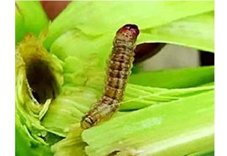 ایمکٹن بیزوتوں کیسے استعمال کیسے ؟