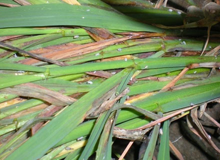 crop giant foliar fertilizer for rice