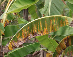 Banana leaf spot