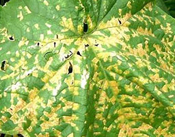 Cucumber bacterial angular leaf spot