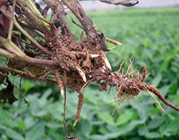 Peanut root rot