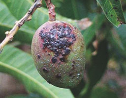 Mango bacterial black spot