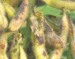Soybean bacterial pustule