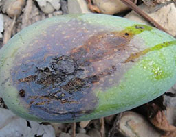 Mango Bacterial Angular Leaf Spot