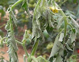 Tomatoes Bacterial wilt