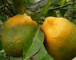 Citrus greening disease