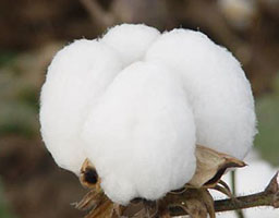 Cotton