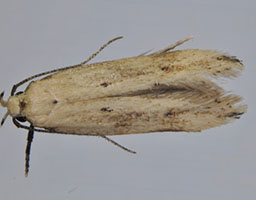 Almond moth