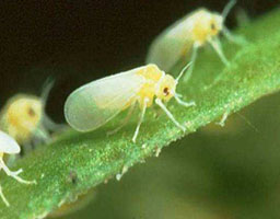 fabia flonicamid 20 wdg insecticide for obacco whitefly
