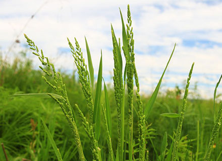 annual grass weed