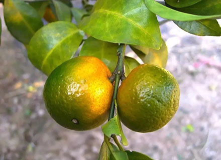 best fertilizer for citrus trees in containers