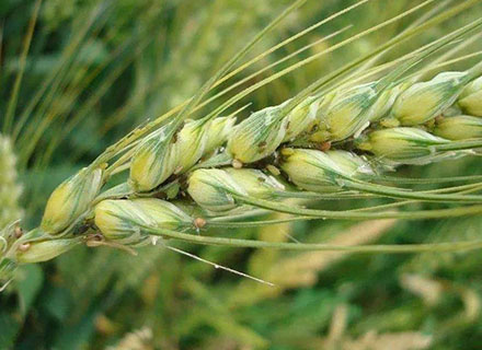 fertilizer required for wheat crop
