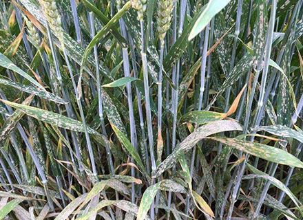 fungicide for wheat