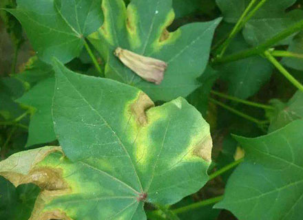 herbicide for cotton