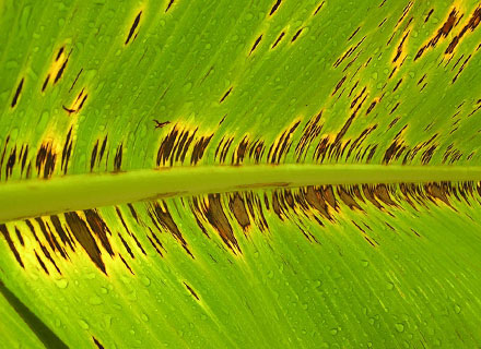 banana leaf spot