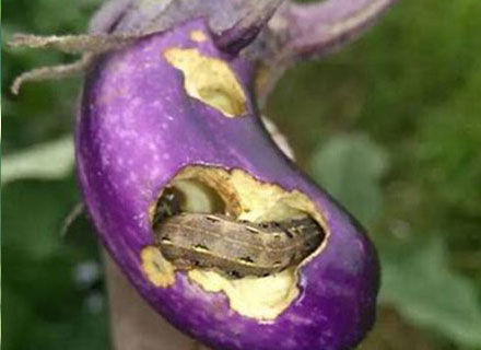 eggplant bollworm