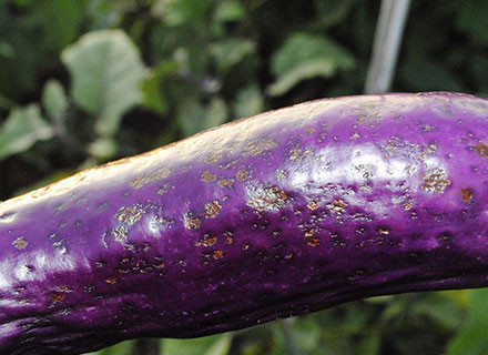eggplant phomopsis blight