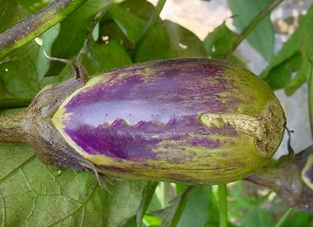 eggplant phomopsis blight