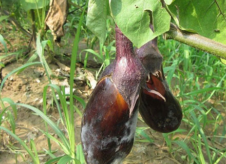 eggplant phytophthora rot
