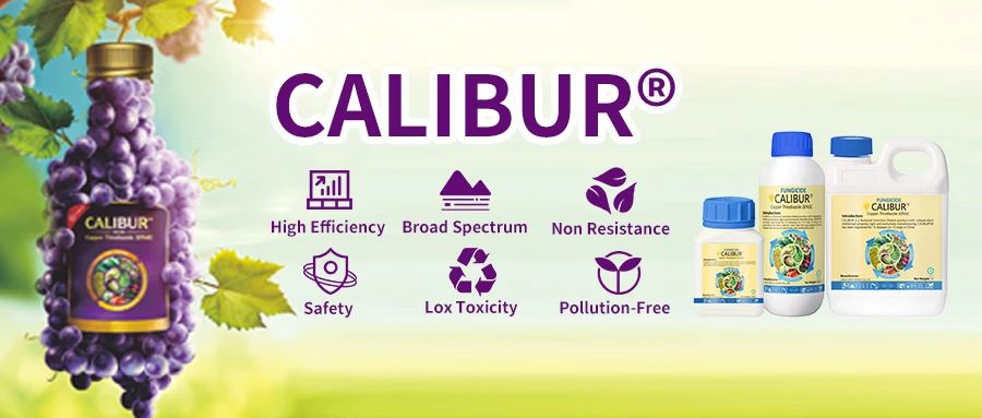 how-to-prevent-crop-disease-during-rainy-season-7.jpg how-to-prevent-crop-disease-during-rainy-season-7.jpg