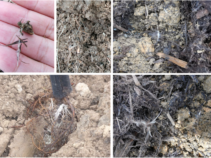 Arpha Gold<ALIMT >&reg;</ALIMT> – Utilizing Benefiپادشاہ زراعتی کے لئے ٹوٹی690 رُوحی = 