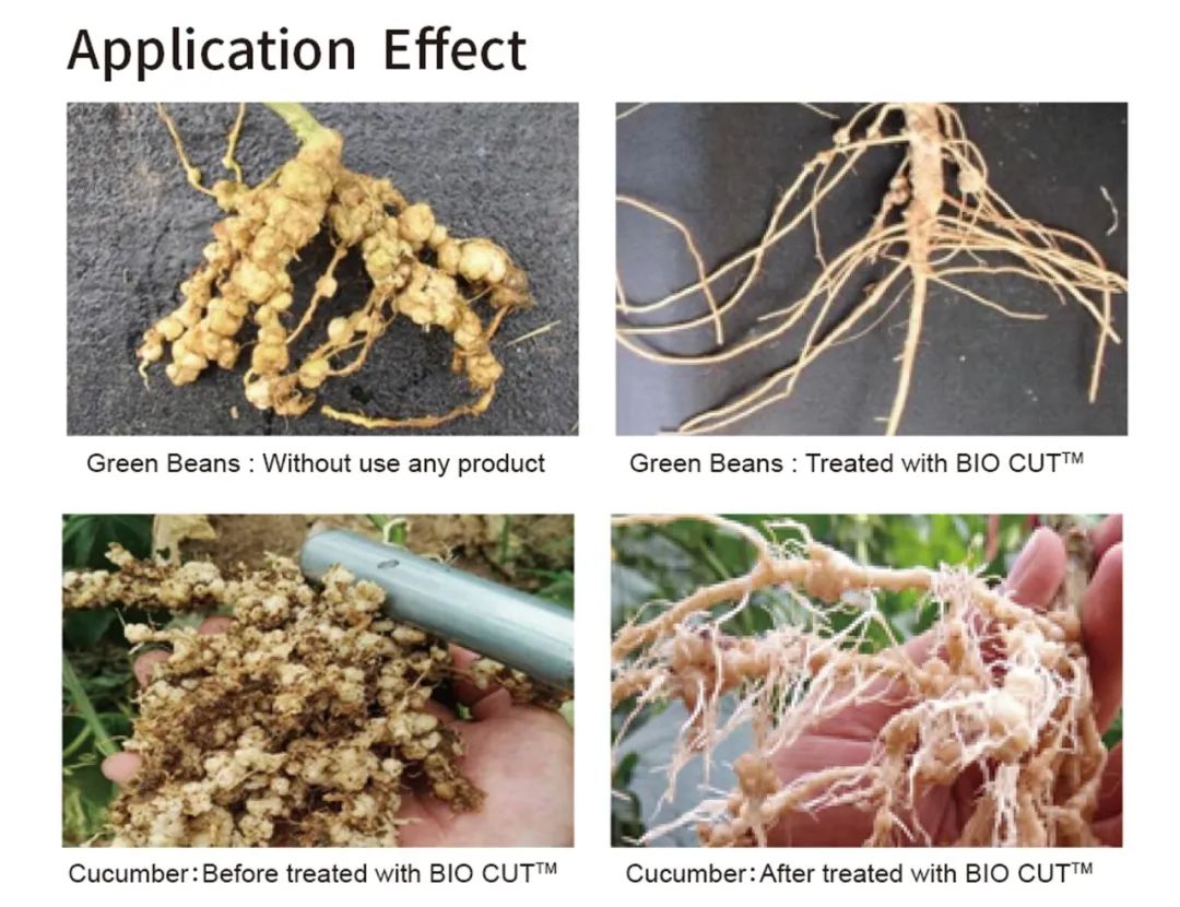 Check out CHICO Biological Products and Application Methods 2.jpg Check out CHICO Biological Products and Application Methods 2.jpg