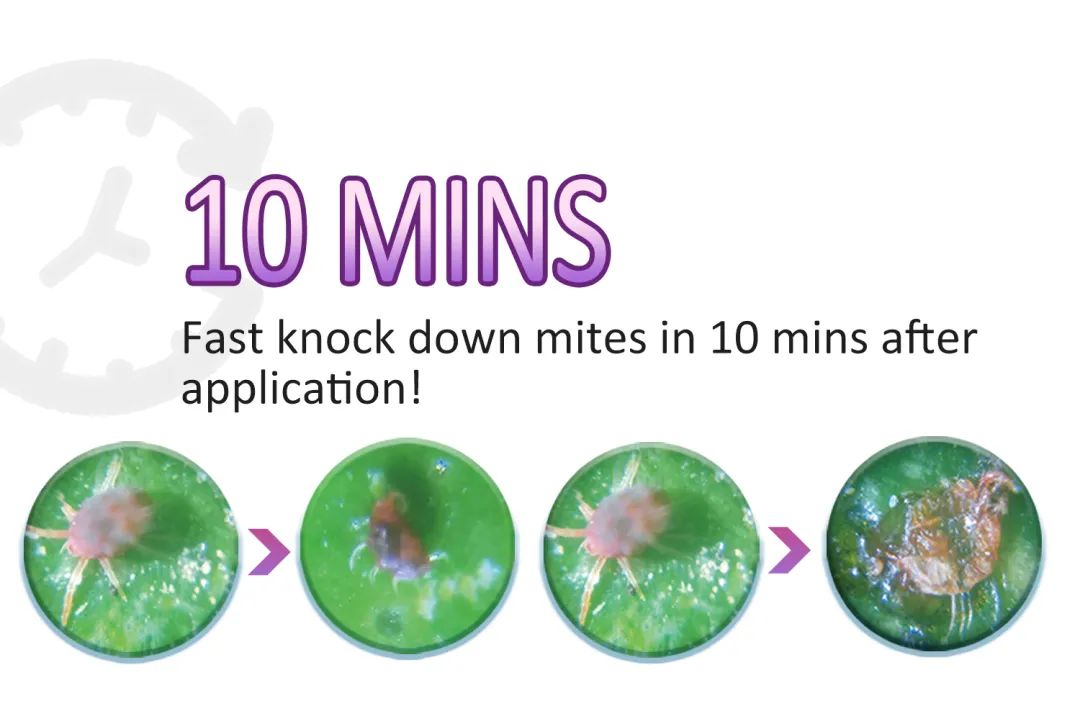 Check out CHICO Biological Products and Application Methods 9.jpg Check out CHICO Biological Products and Application Methods 9.jpg