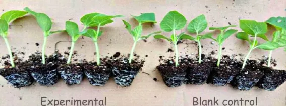 arphagold-enhance-root-health-tolerance-resistance-of-crops_08.png arphagold-enhance-root-health-tolerance-resistance-of-crops_08.png