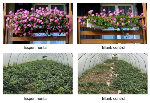 arphagold-enhance-root-health-tolerance-resistance-of-crops_09.png arphagold-enhance-root-health-tolerance-resistance-of-crops_09.png