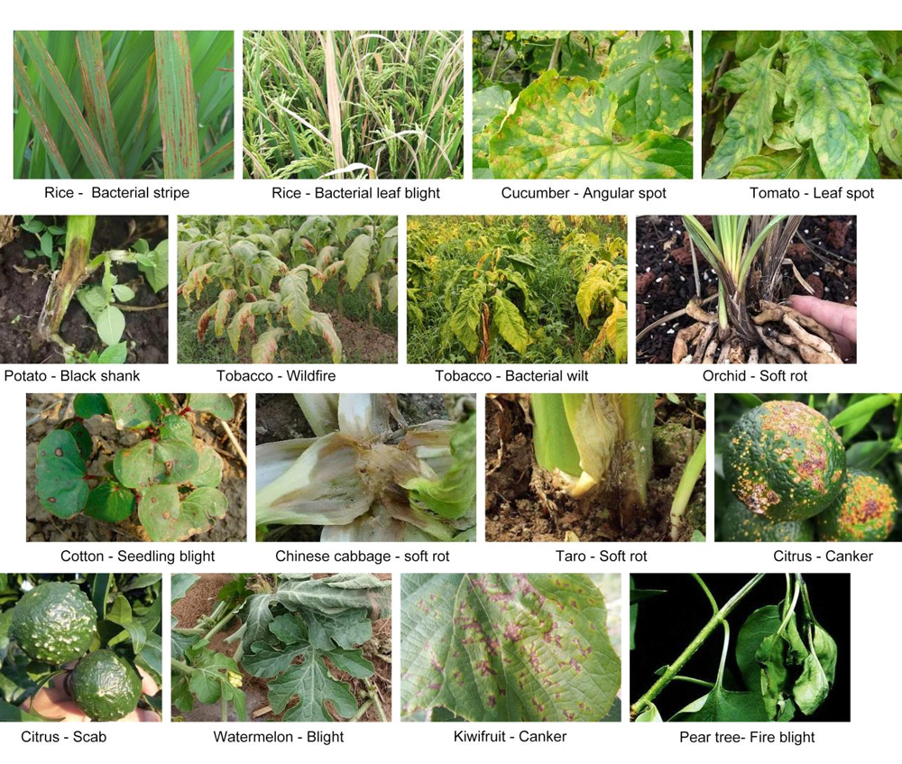 calibur-unique-organic-copper-fungicide-with-excellent-efficacy-and-superior-safety-06.jpg calibur-unique-organic-copper-fungicide-with-excellent-efficacy-and-superior-safety-06.jpg