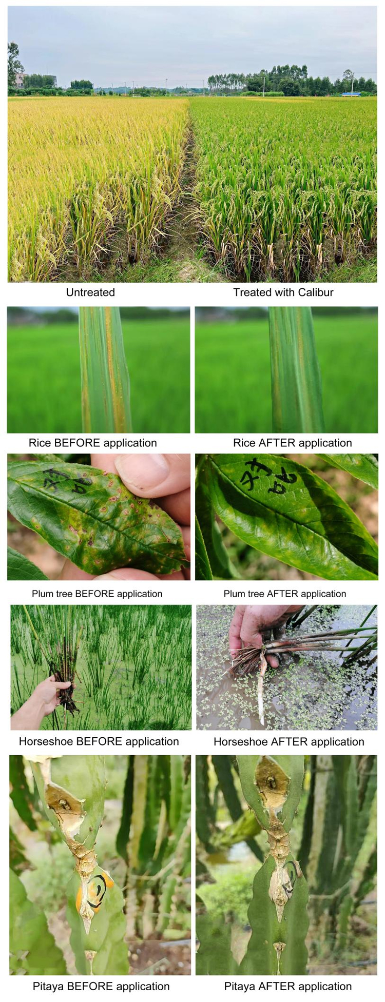 calibur-unique-organic-copper-fungicide-with-excellent-efficacy-and-superior-safety-08.jpg calibur-unique-organic-copper-fungicide-with-excellent-efficacy-and-superior-safety-08.jpg