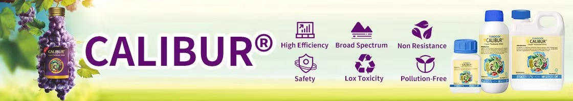 calibur-unique-organic-copper-fungicide-with-excellent-efficacy-and-superior-safety_01.png calibur-unique-organic-copper-fungicide-with-excellent-efficacy-and-superior-safety_01.png