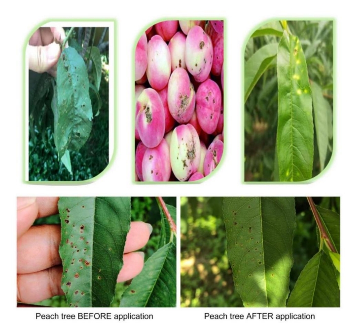 calibur-unique-organic-copper-fungicide-with-excellent-efficacy-and-superior-safety_09.png calibur-unique-organic-copper-fungicide-with-excellent-efficacy-and-superior-safety_09.png