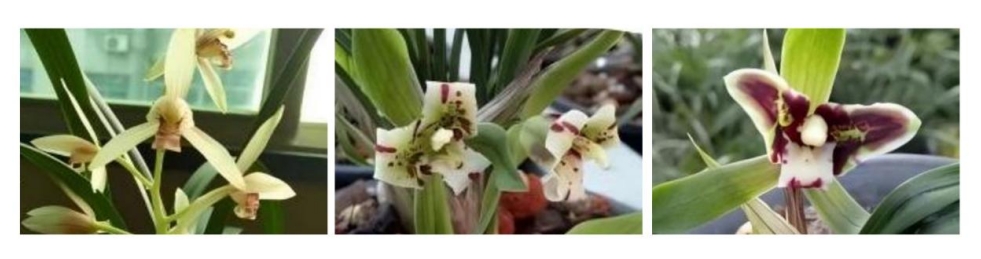 calibur-unique-organic-copper-fungicide-with-excellent-efficacy-and-superior-safety_10.png calibur-unique-organic-copper-fungicide-with-excellent-efficacy-and-superior-safety_10.png