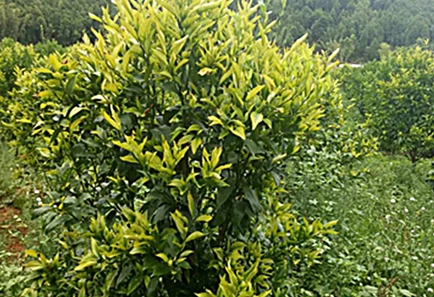 دُنیا کے صنعت صنعت بیماری اور مادہ چیلنج کا سامنا ہے ۔