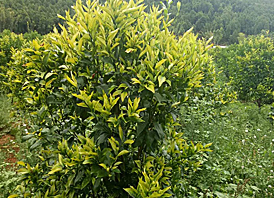 Global_Citrus_Industry_Faces_Disease_and_Climate_Challenges_01.jpg Global_Citrus_Industry_Faces_Disease_and_Climate_Challenges_01.jpg