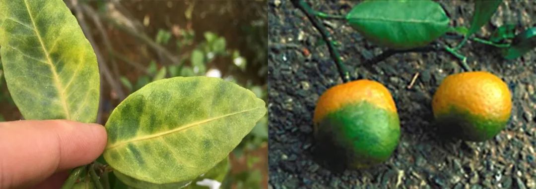 Global_Citrus_Industry_Faces_Disease_and_Climate_Challenges_02.jpg Global_Citrus_Industry_Faces_Disease_and_Climate_Challenges_02.jpg