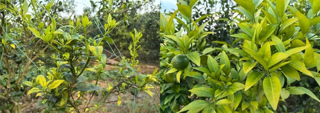 Global_Citrus_Industry_Faces_Disease_and_Climate_Challenges_03.jpg Global_Citrus_Industry_Faces_Disease_and_Climate_Challenges_03.jpg