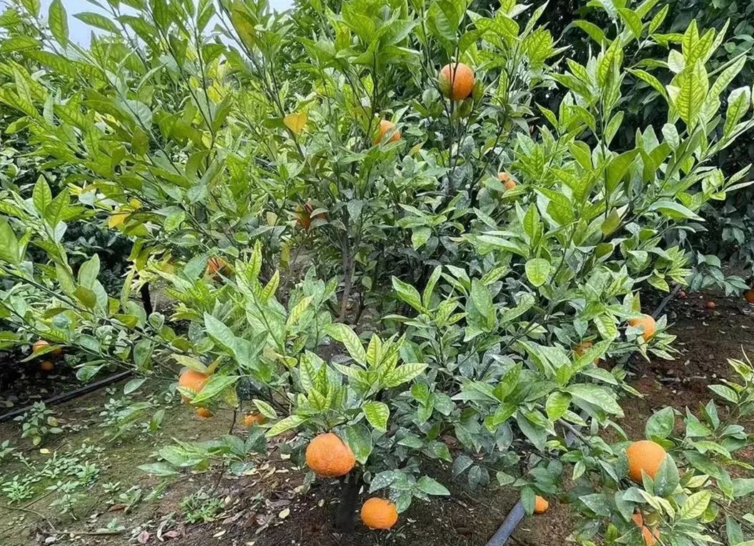 Global_Citrus_Industry_Faces_Disease_and_Climate_Challenges_05.jpg