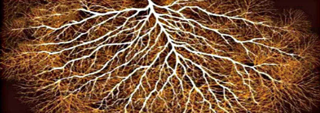 Global_Citrus_Industry_Faces_Disease_and_Climate_Challenges_08.jpg Global_Citrus_Industry_Faces_Disease_and_Climate_Challenges_08.jpg