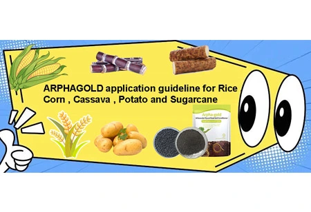 چاول ، مکث ، کاساو ، مکث ، کاساو ، ، ، کھڑا اور گنوا کے لیے ؟